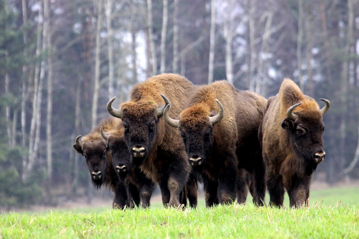 Belovezhskaya Pushcha / Bialowieza-skoven