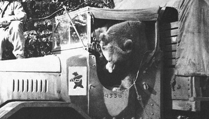 De beer Wojtek