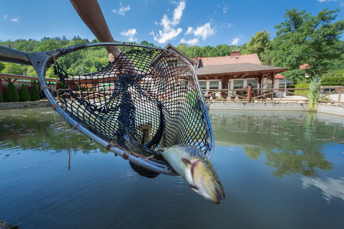 Forel vangen