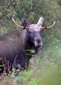 Biebrza Nationalpark