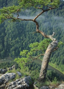 Pieniny