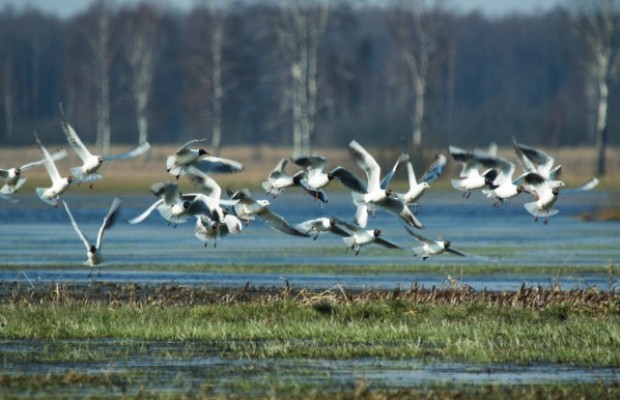 Biebrza Nationalpark